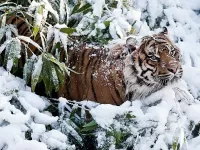 Пазл В зимнем лесу