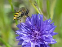 Пазл Василечек