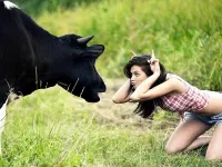 Пазл Корова и девушка