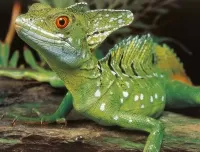 Пазл Василиск