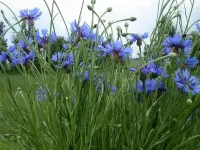 Пазл Васильки