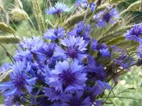 Пазл Васильки 