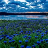 Пазл Васильки