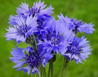 Пазл Васильки