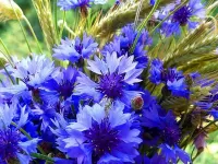 Пазл васильки и колоски