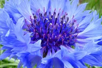 Пазл Василёк