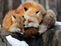 Пазл Вдвоём теплее