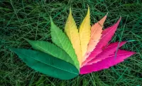 Пазл Веер из листьев