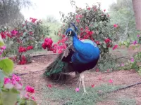 Пазл Великолепный Павлин 