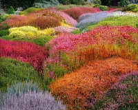 Пазл Вереск