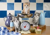 Пазл Весы для котят