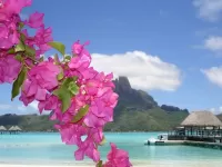 Пазл Ветка море