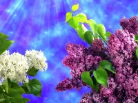 Пазл Ветки сирени