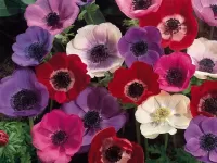 Пазл Ветреница