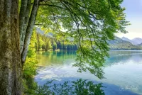 Пазл Ветви над водой