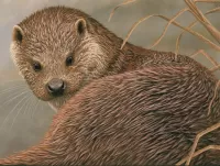 Пазл Выдра