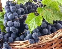 Пазл Виноград
