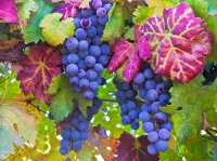 Пазл Виноград