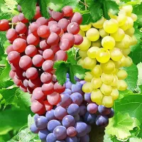 Пазл Виноград