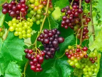 Пазл Виноград