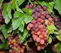 Пазл Виноград