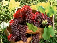 Пазл Виноград 