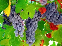 Пазл Виноград