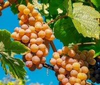 Пазл Виноград