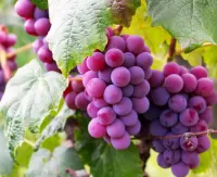 Пазл Виноград