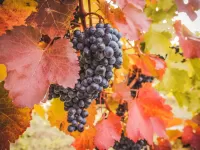 Пазл Виноград