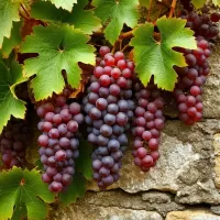 Пазл Виноград