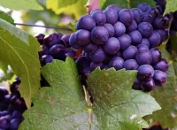 Пазл Виноград 