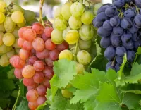 Пазл Виноград 