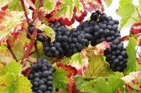 Пазл Виноград и листья