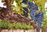 Пазл Виноградник