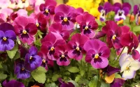 Пазл Viola