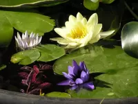 Пазл Водная гладь