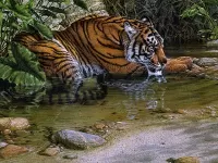 Пазл Водные процедуры