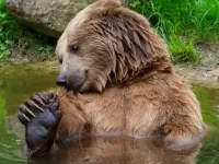 Пазл Водные процедуры 