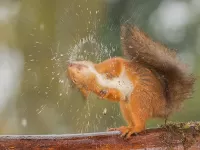 Пазл Водные процедуры
