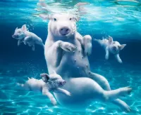 Пазл Водные процедуры