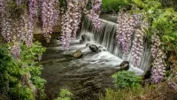 Пазл Водопад и глициния