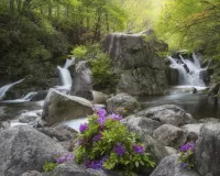 Пазл Водопад в лесу