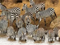 Пазл Водопой