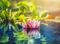Пазл Водяная лилия