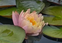 Пазл Водяная лилия