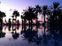 Пазл Водяные пальмы