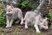 Пазл Волчата