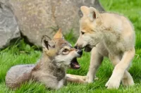 Пазл Волчата