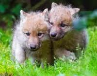 Пазл Волчата